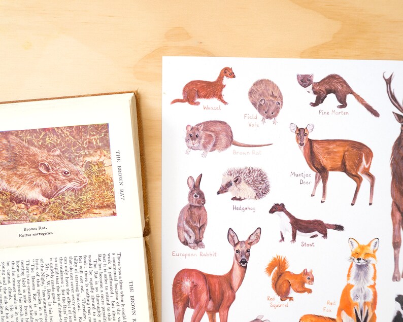 May include: A colorful illustrated chart featuring various animals, including a weasel, pine marten, field vole, brown rat, muntjac deer, hedgehog, stoat, red squirrel, fox, and European rabbit. The chart is printed on white paper with black text labels.