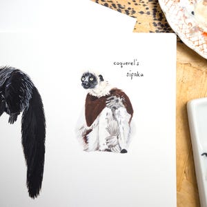May include: A hand-painted illustration of a Coquerel's sifaka lemur, a white lemur with brown markings, sitting on a white background. The text "Coquerel's sifaka" is written in black ink below the lemur.