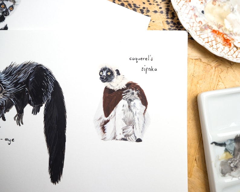 May include: A hand-painted illustration of a Coquerel's sifaka lemur, a white lemur with brown markings, sitting on a white background. The text "Coquerel's sifaka" is written in black ink below the lemur.