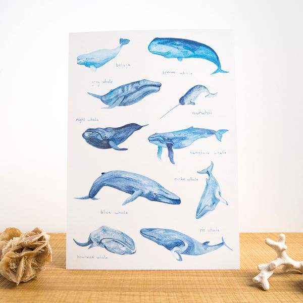 Whales of the World Watercolour A4 or A3 Print // Painting Art Print of Whales // Blue Whale // Beluga // Narwhal // Humpback // Save the Wh