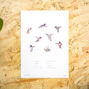 Hummingbirds Goache Painting A5 or A4 Print // Painting Art Print of Birds //Hummingbirds // Colourful Bird Print