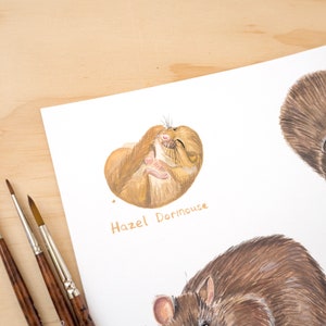 May include: A watercolor painting of a hazel dormouse curled up, with the text "Hazel Dormouse" below. Two other watercolor paintings of brown rats are also visible in the background.