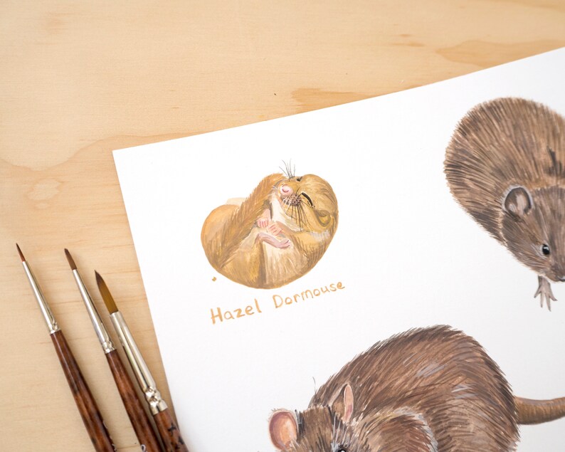 May include: A watercolor painting of a hazel dormouse curled up, with the text "Hazel Dormouse" below. Two other watercolor paintings of brown rats are also visible in the background.