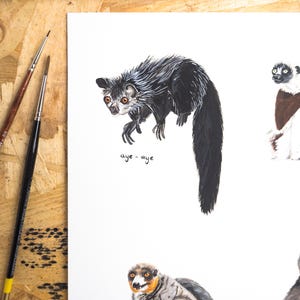 May include: A black and white illustration of an aye-aye lemur, a type of nocturnal primate native to Madagascar. The lemur is depicted with large eyes, a long middle finger, and a bushy tail. The illustration is labeled "aye-aye" in handwritten text.
