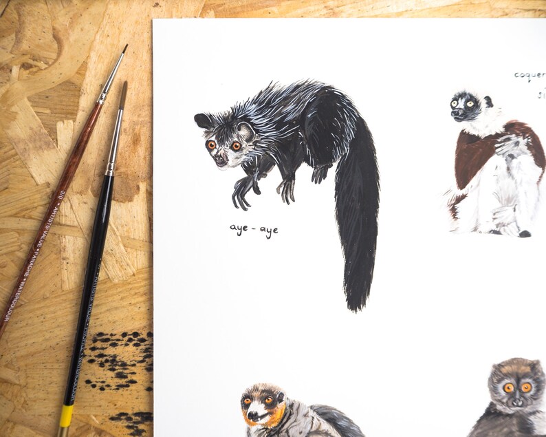 May include: A black and white illustration of an aye-aye lemur, a type of nocturnal primate native to Madagascar. The lemur is depicted with large eyes, a long middle finger, and a bushy tail. The illustration is labeled "aye-aye" in handwritten text.
