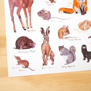 May include: Illustrated poster featuring various animals native to Europe, including a red squirrel, red fox, roe deer, brown hare, European mole, common shrew, field mouse, hazel dormouse, house mouse, grey squirrel, European otter, and polecat.