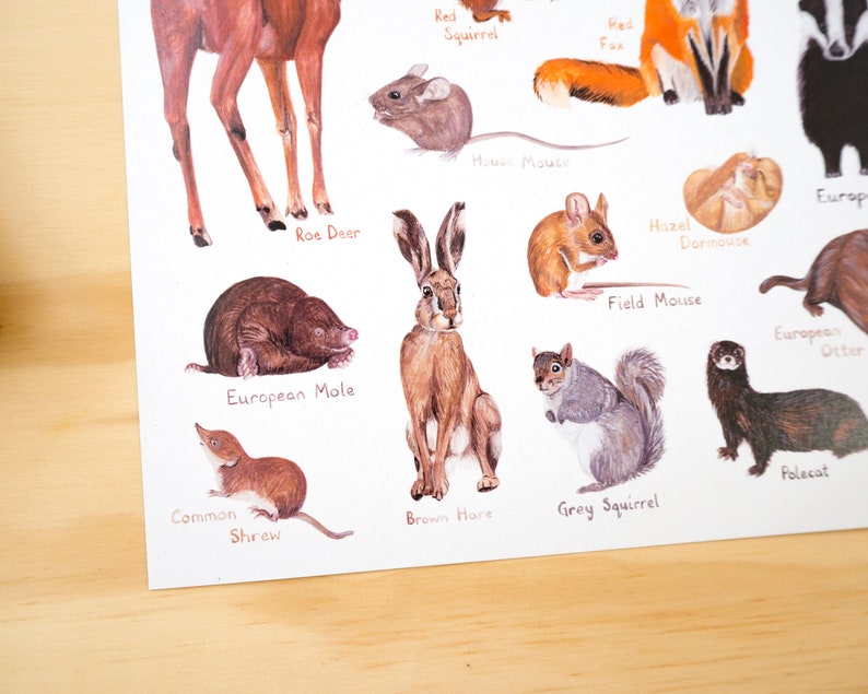 May include: Illustrated poster featuring various animals native to Europe, including a red squirrel, red fox, roe deer, brown hare, European mole, common shrew, field mouse, hazel dormouse, house mouse, grey squirrel, European otter, and polecat.