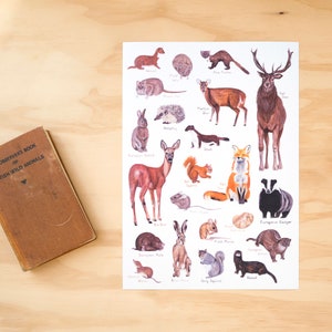 May include: A white poster with illustrations of various British wild animals, including a red deer, a fox, a badger, a squirrel, a rabbit, a hedgehog, a weasel, a stoat, a European rabbit, a roe deer, a European polecat, a field mouse, a wood mouse, a dormouse, a brown hare, a grey squirrel, a bank vole, a common shrew, a pipistrelle bat, a hedgehog, a common pheasant, a martin, a red deer, and a European badger. The poster is titled "The Observer's Book of British Wild Animals."
