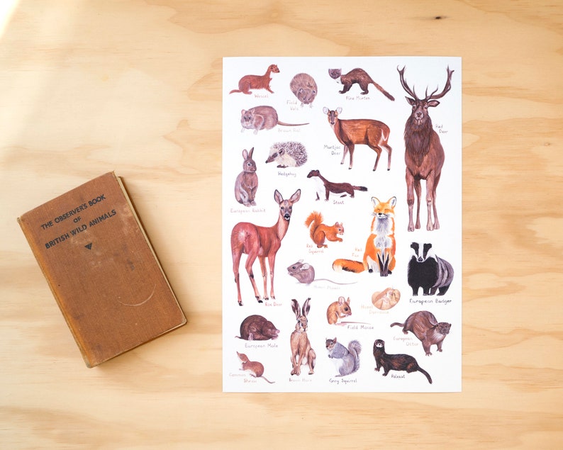 May include: A white poster with illustrations of various British wild animals, including a red deer, a fox, a badger, a squirrel, a rabbit, a hedgehog, a weasel, a stoat, a European rabbit, a roe deer, a European polecat, a field mouse, a wood mouse, a dormouse, a brown hare, a grey squirrel, a bank vole, a common shrew, a pipistrelle bat, a hedgehog, a common pheasant, a martin, a red deer, and a European badger. The poster is titled "The Observer's Book of British Wild Animals."