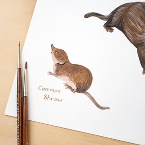 May include: A watercolor painting of a common shrew, a small brown mammal with a long snout, on a white background. The text "Common Shrew" is written below the animal.