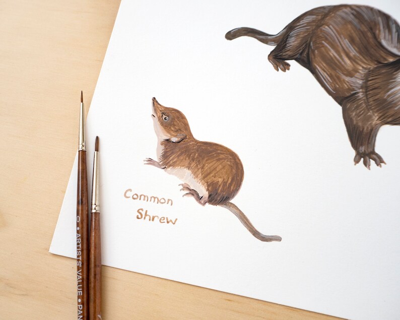 May include: A watercolor painting of a common shrew, a small brown mammal with a long snout, on a white background. The text "Common Shrew" is written below the animal.