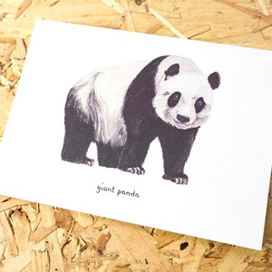 Imprimé illustration de panda géant // Carte postale d’impression A6 // Illustration d’ours // Décor de chambre de pépinière // Impression animale