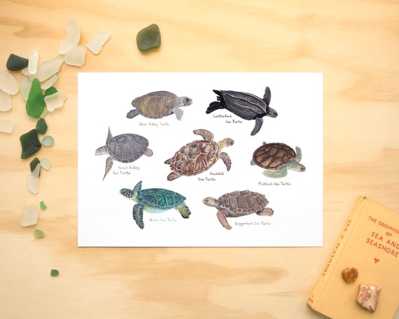 Sea Turtles A4 or A3 Print // Painting Art Print of Sea Turtles // Sea Creature Painting // Turtle Painting Print
