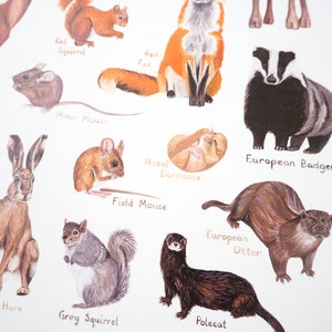 May include: An illustrated chart featuring various animals native to the United Kingdom, including a red squirrel, a roe deer, a brown hare, a grey squirrel, a European badger, a European otter, a polecat, a red fox, a hazel dormouse, a field mouse, and a house mouse.