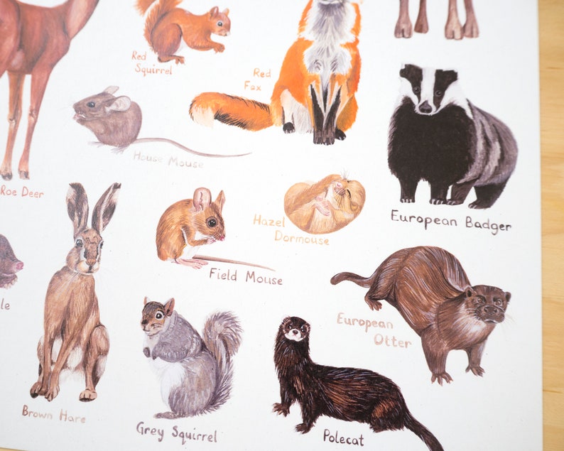 May include: An illustrated chart featuring various animals native to the United Kingdom, including a red squirrel, a roe deer, a brown hare, a grey squirrel, a European badger, a European otter, a polecat, a red fox, a hazel dormouse, a field mouse, and a house mouse.