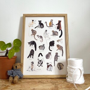 May include: A framed print featuring a colorful illustration of 25 different types of lemurs. The print includes the scientific name and common name of each lemur species. The print is framed in a natural wood frame.