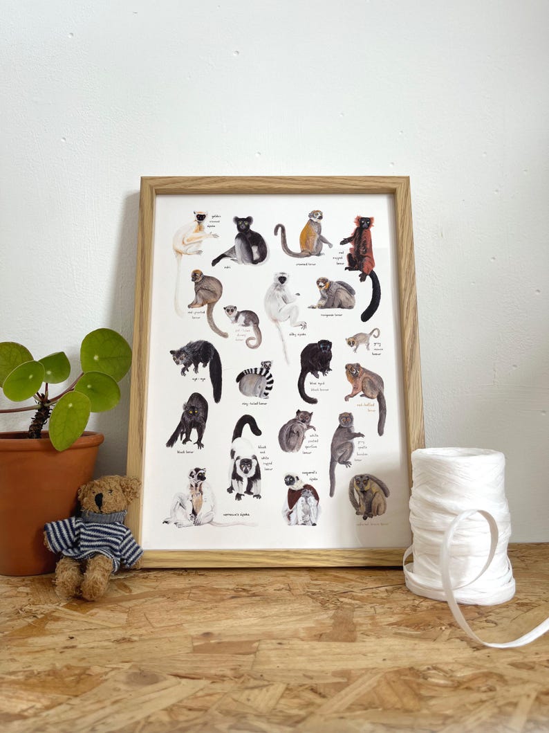 May include: A framed print featuring a colorful illustration of 25 different types of lemurs. The print includes the scientific name and common name of each lemur species. The print is framed in a natural wood frame.