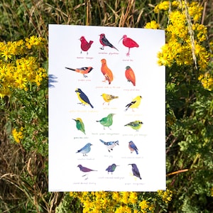 Rainbow Birds Watercolour A5 Print