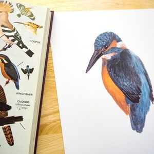 May include: A close-up of a colorful illustration of a kingfisher bird. The bird is perched on a branch and has a blue and orange body with a long, pointed beak.