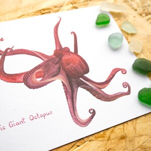 May include: A watercolor painting of a red Pacific Giant Octopus with eight tentacles. The octopus is depicted on a white background with the words "Pacific Giant Octopus" written in pink below it.