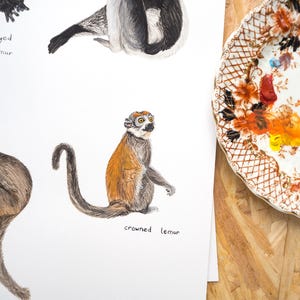 May include: A watercolor illustration of three different types of lemurs. The first lemur is a blue-eyed black lemur, the second is a crowned lemur, and the third is a brown lemur. The illustration is on a white background.