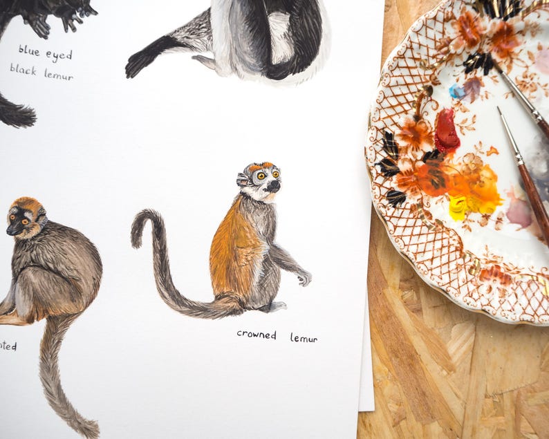 May include: A watercolor illustration of three different types of lemurs. The first lemur is a blue-eyed black lemur, the second is a crowned lemur, and the third is a brown lemur. The illustration is on a white background.