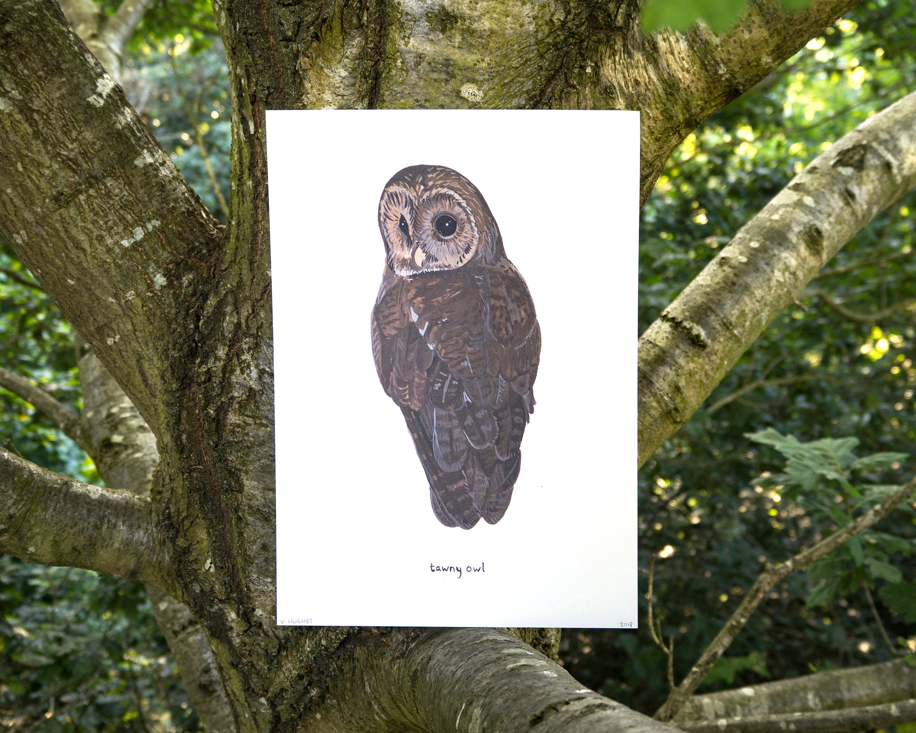 Tawny Owl Watercolour A4 or A5 Print // Painting Art Print of Birds // Owl Painting Illustration
