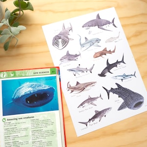 Sharks A4 or A3 Print // Painting Art Print of Sharks // Sea Creature Painting // Shark Painting Print