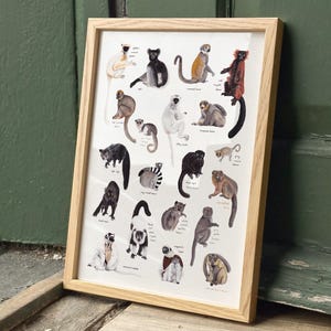 May include: A framed print featuring an illustrated guide to different types of lemurs. The print shows 23 different species of lemurs, each with its scientific name and common name.