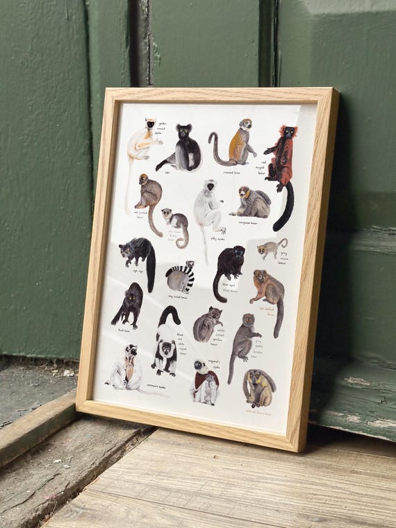 Lemurs of Madagascar Watercolour A4 or A3 Print // Painting Art Print of Lemurs