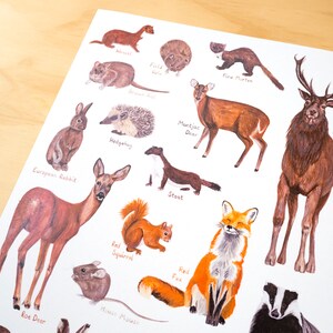 May include: Illustrated poster featuring various animals found in the British Isles, including a red deer, roe deer, muntjac deer, hedgehog, European rabbit, red squirrel, stoat, pine marten, red fox, weasel, field vole, brown rat, house mouse, and badger.