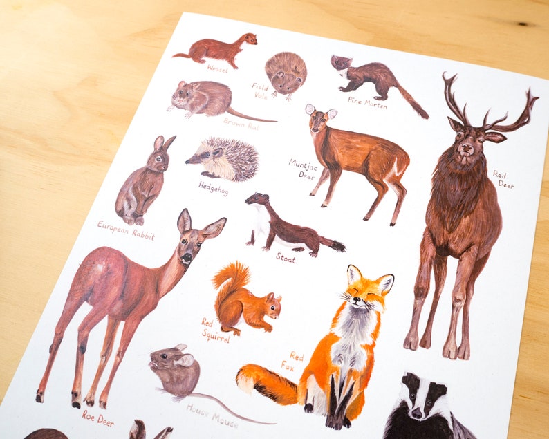 May include: Illustrated poster featuring various animals found in the British Isles, including a red deer, roe deer, muntjac deer, hedgehog, European rabbit, red squirrel, stoat, pine marten, red fox, weasel, field vole, brown rat, house mouse, and badger.