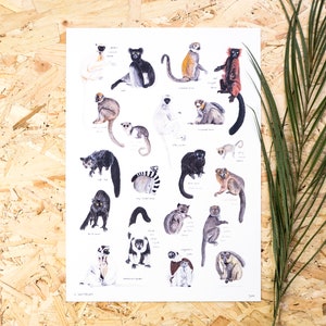 May include: A colorful illustrated poster featuring 20 different types of lemurs, each with its scientific name and common name. The lemurs are depicted in various poses, including sitting, standing, and jumping. The poster is printed on white paper and has a white border.