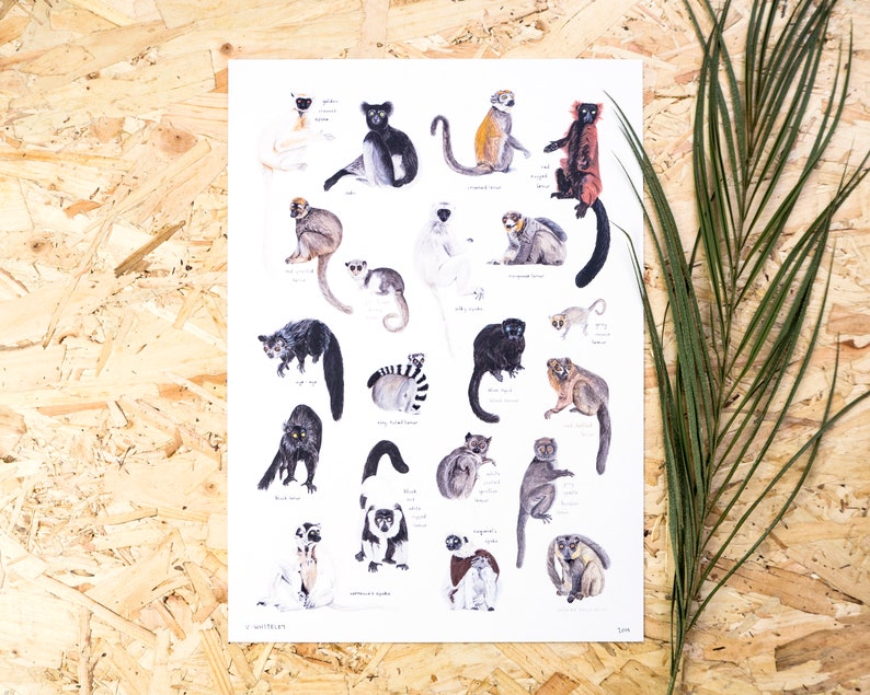 May include: A colorful illustrated poster featuring 20 different types of lemurs, each with its scientific name and common name. The lemurs are depicted in various poses, including sitting, standing, and jumping. The poster is printed on white paper and has a white border.