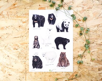 Bears of the World Watercolour A4 or A3 Print // Painting Art Print of Bears // Polar Bear // Brown Bear // Black Bear // Panda