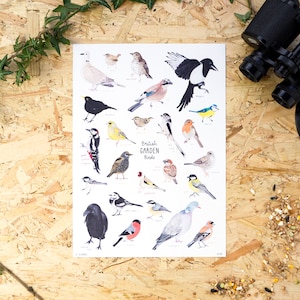 British Garden Birds Watercolour A4 or A3 Print // Painting Art Print of Birds // Garden Birds in the UK