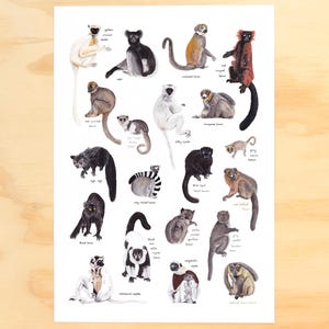 May include: A colorful illustrated poster featuring 18 different types of lemurs. Each lemur is depicted in a realistic style with its scientific name and common name listed below. The poster has a white background and is perfect for any animal lover.