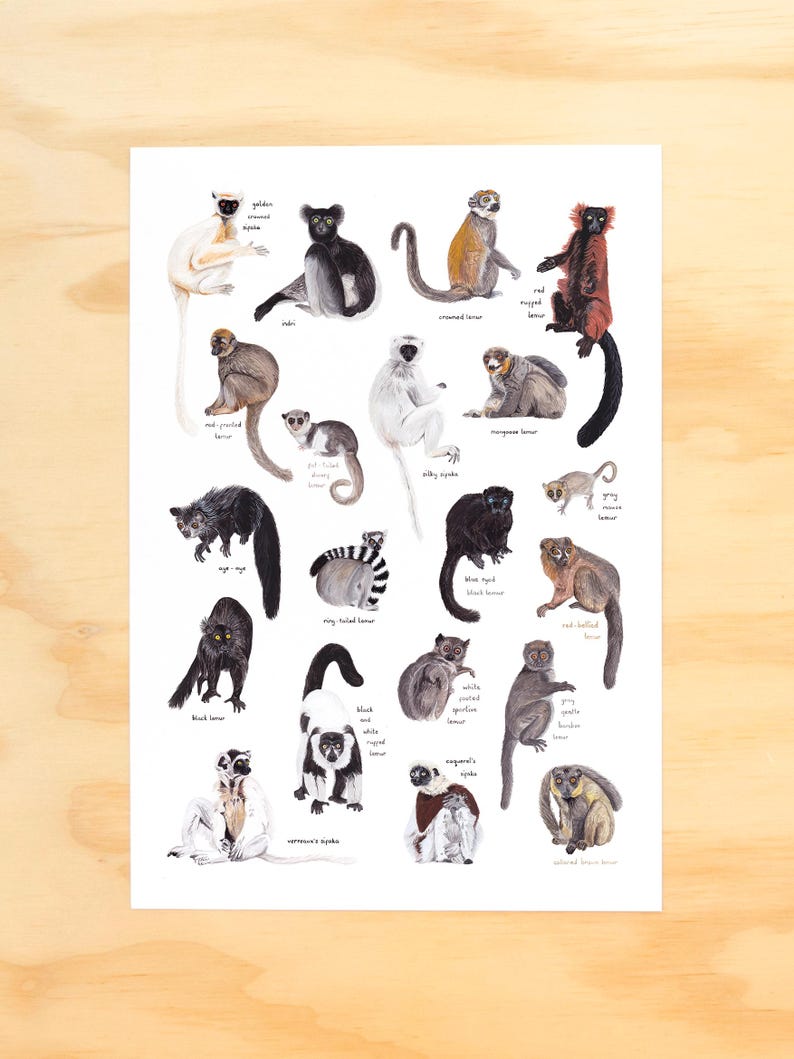 May include: A colorful illustrated poster featuring 18 different types of lemurs. Each lemur is depicted in a realistic style with its scientific name and common name listed below. The poster has a white background and is perfect for any animal lover.