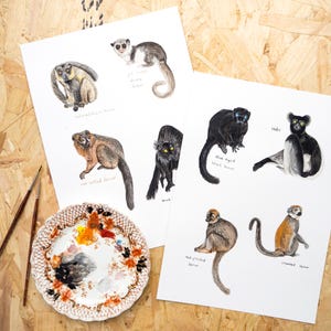 May include: A set of eight watercolor illustrations of different types of lemurs. Each illustration features a lemur with its name and scientific classification written below. The illustrations are on white paper with a white background.