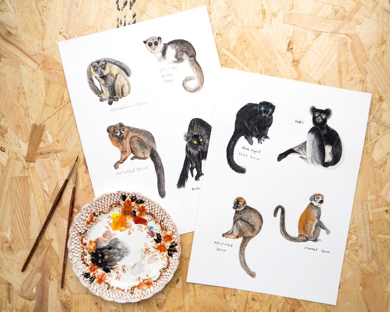 May include: A set of eight watercolor illustrations of different types of lemurs. Each illustration features a lemur with its name and scientific classification written below. The illustrations are on white paper with a white background.