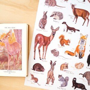 May include: A colorful illustration of various animals, including a roe deer, European rabbit, red squirrel, hedgehog, stoat, red fox, European badger, European mole, brown hare, grey squirrel, European otter, and a field mouse. The illustration is on a white background.