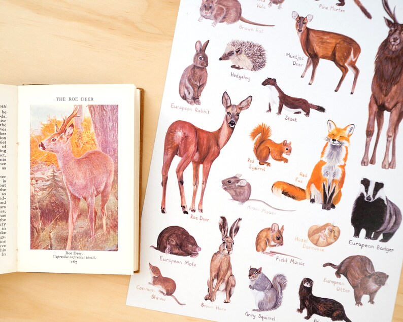 May include: A colorful illustration of various animals, including a roe deer, European rabbit, red squirrel, hedgehog, stoat, red fox, European badger, European mole, brown hare, grey squirrel, European otter, and a field mouse. The illustration is on a white background.