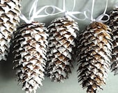 Pine cone decor. Wedding decor Set of 5.  Spurce cone Fir cone. Rustic home decor. Christmas tree ornament. Wedding decor. White pine cones.