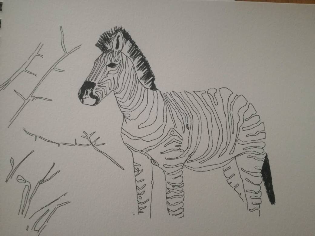 Zebra pen and ink line drawing print by Martin Davis Etsy