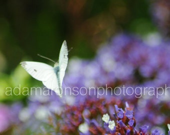 Photograph of white butterfly on purple flower