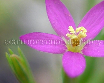 Photograph of a Pink and Yellow Flower Detail