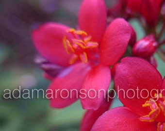 Photograph of a Red Flower