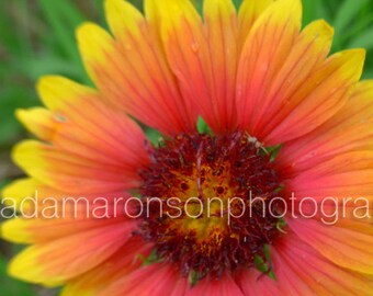 Photograph of a Firewheel