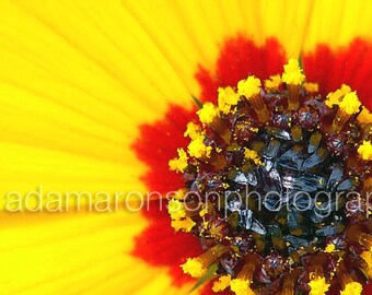 Photograph of Golden Wave flower