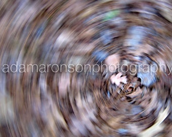 Photograph of forest floor swirly